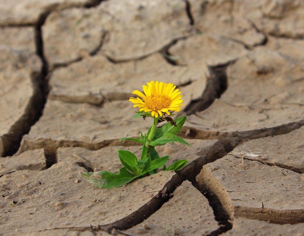 flower, flower background, life, yellow flower, crack, desert, drought, survival, flower wallpaper, nature, loneliness, beautiful flowers, dry, dirt, single flower, bloom, blossom, yellow petals